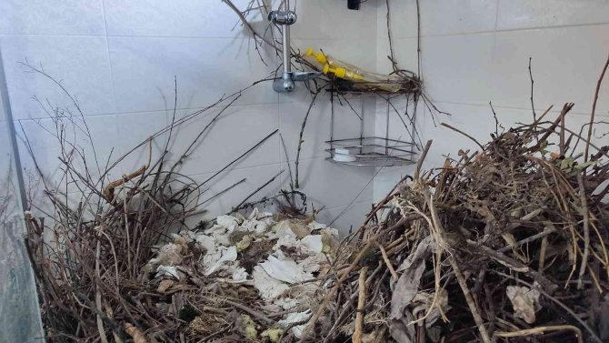 Kargalar evi bakın ne hale getirdi