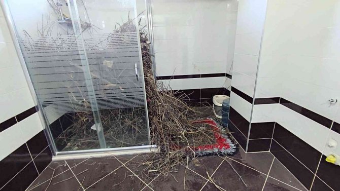 Kargalar evi bakın ne hale getirdi