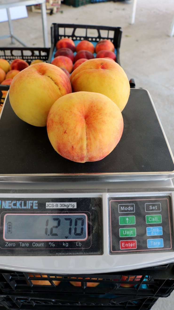 Lapseki şeftalisine coğrafi işaret tescili