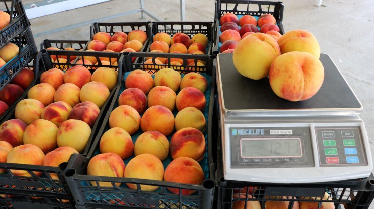 Lapseki şeftalisine coğrafi işaret tescili