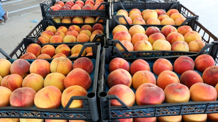 Lapseki şeftalisine coğrafi işaret tescili