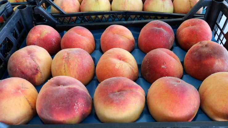 Lapseki şeftalisine coğrafi işaret tescili