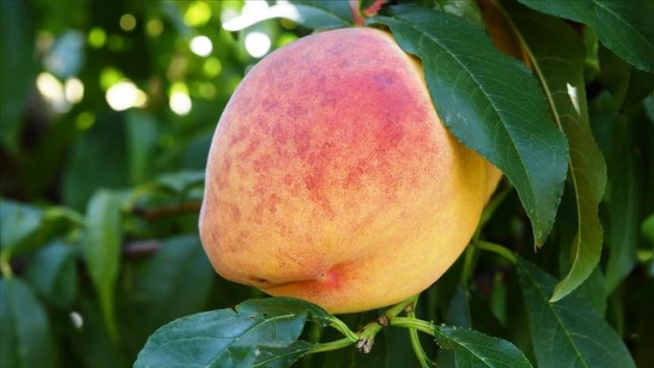 Lapseki şeftalisine coğrafi işaret tescili