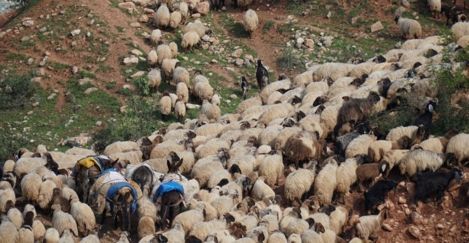 Peynir fiyatlarının düşmesi bekleniyor