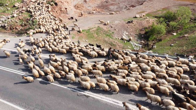Peynir fiyatlarının düşmesi bekleniyor