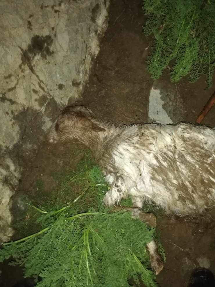 Yıldırım düştü; 30 küçükbaş öldü
