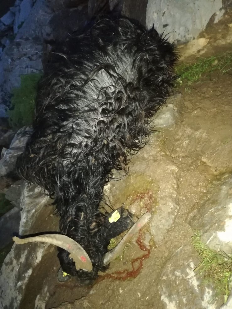 Yıldırım düştü; 30 küçükbaş öldü