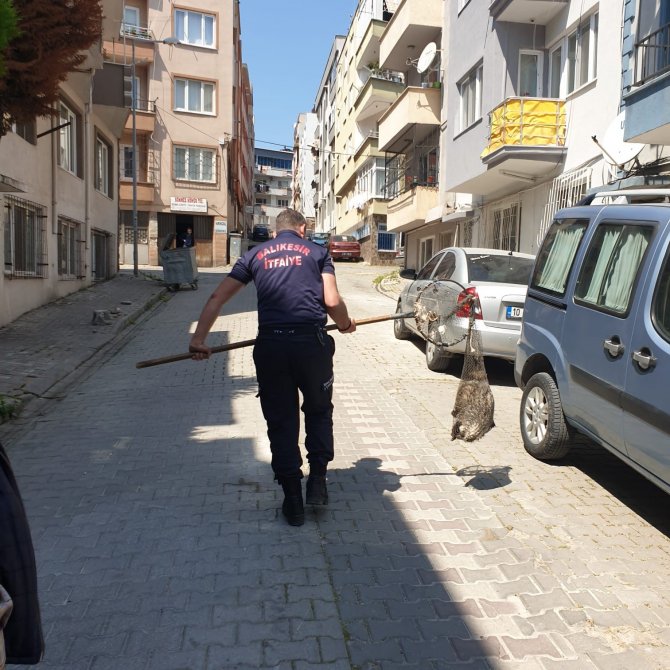 Cadde üzerinde gezen kokarca, itfaiye ekipleri tarafından yakalandı