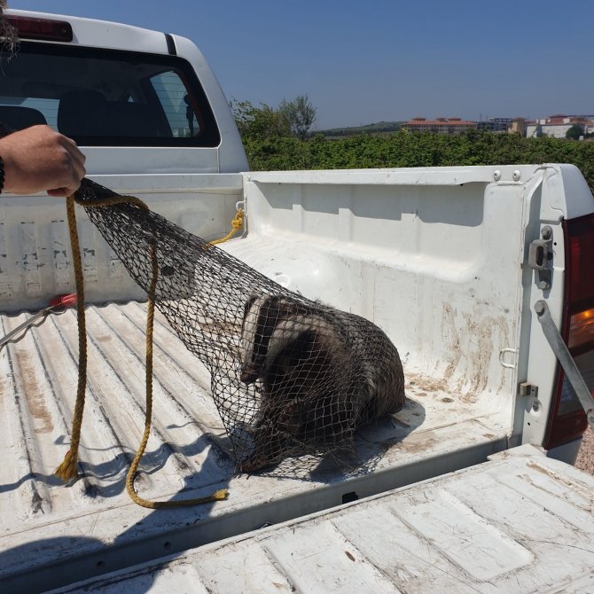 Cadde üzerinde gezen kokarca, itfaiye ekipleri tarafından yakalandı
