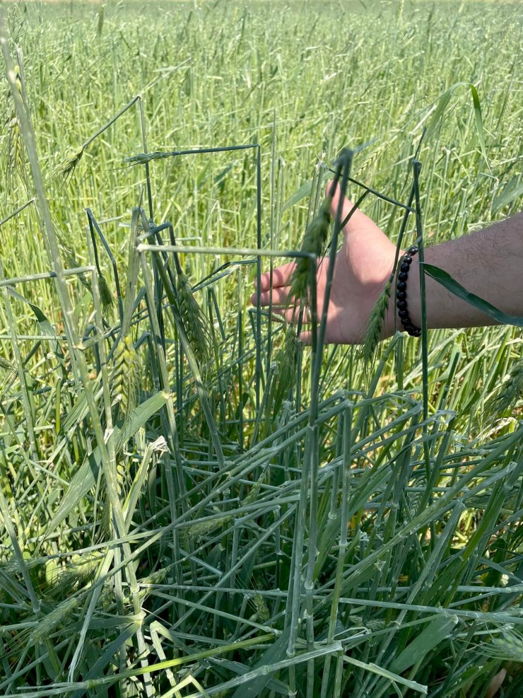 Dolu yağışı buğday tarlalarına zarar verdi