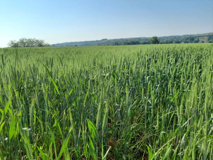 Dolu yağışı buğday tarlalarına zarar verdi