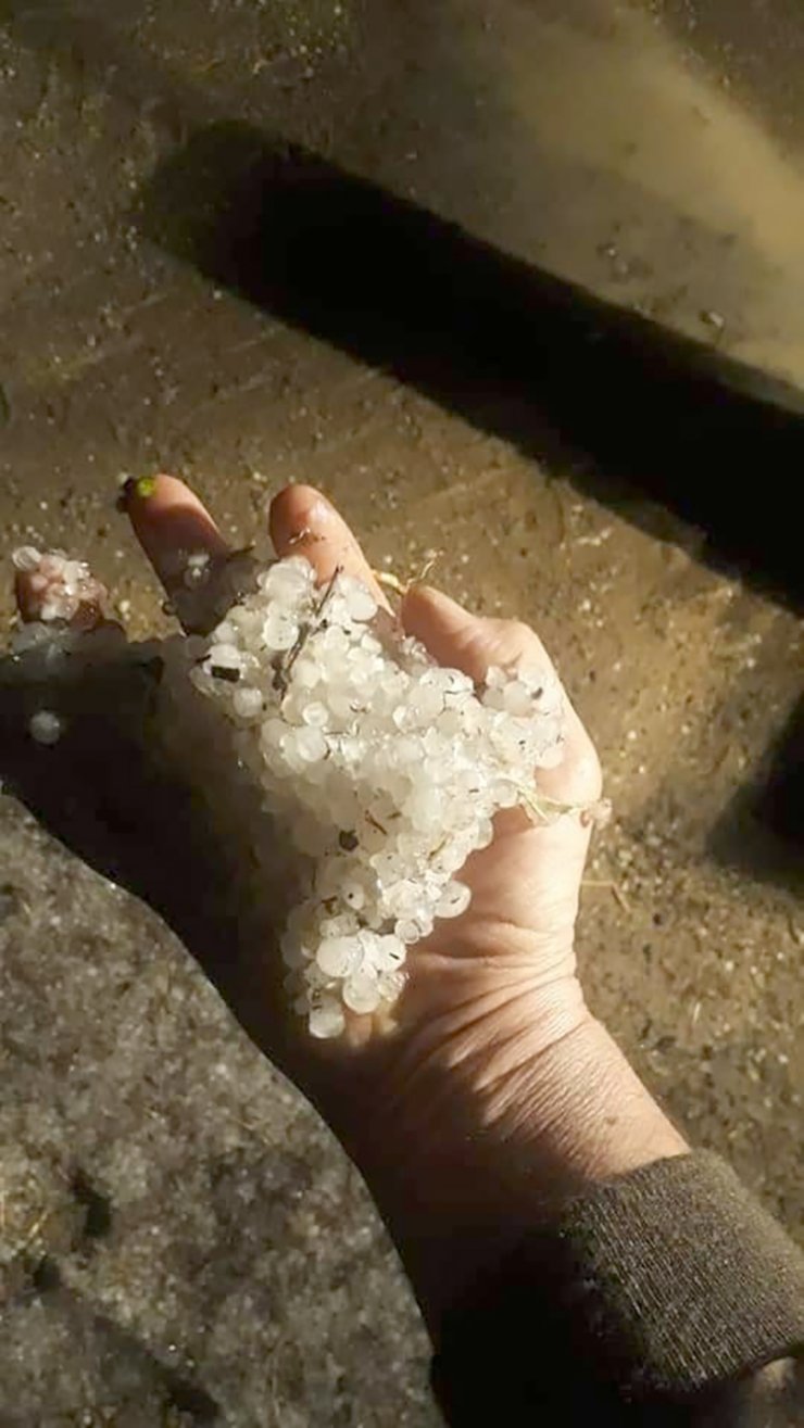 Dolu yağışı buğday tarlalarına zarar verdi