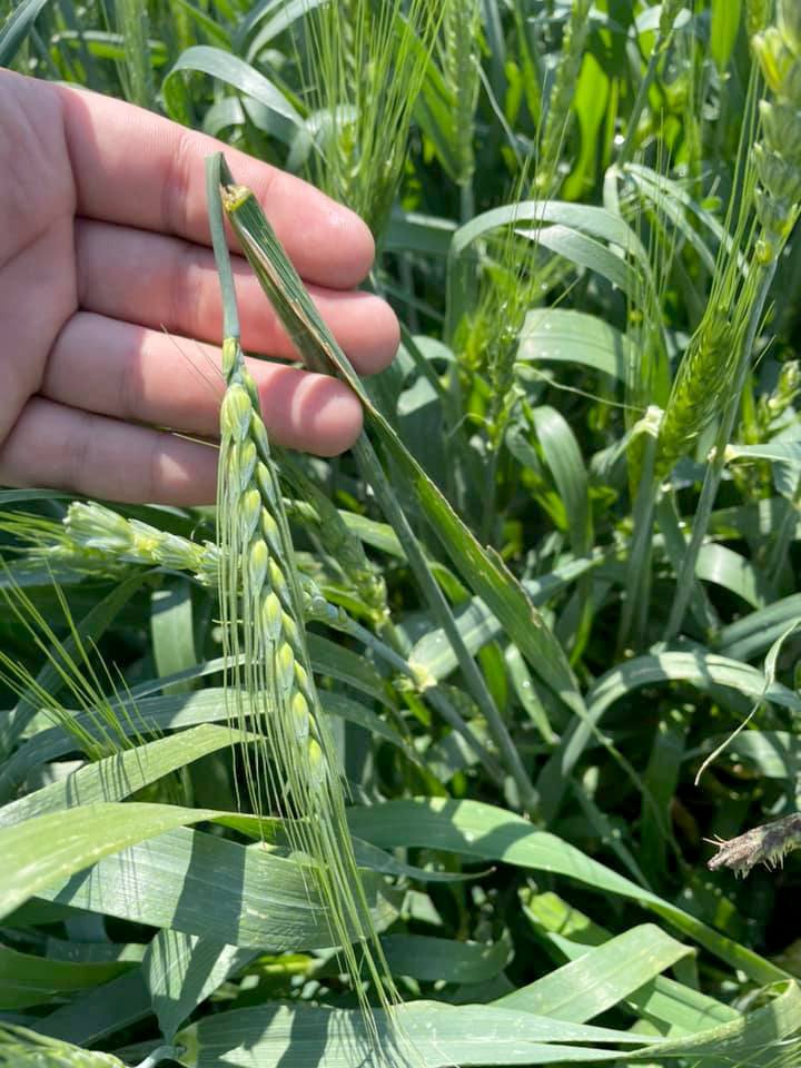 Dolu yağışı buğday tarlalarına zarar verdi