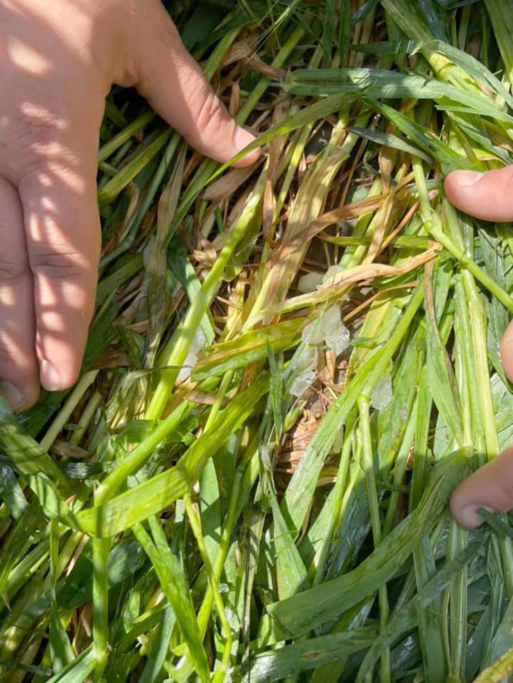 Dolu yağışı buğday tarlalarına zarar verdi