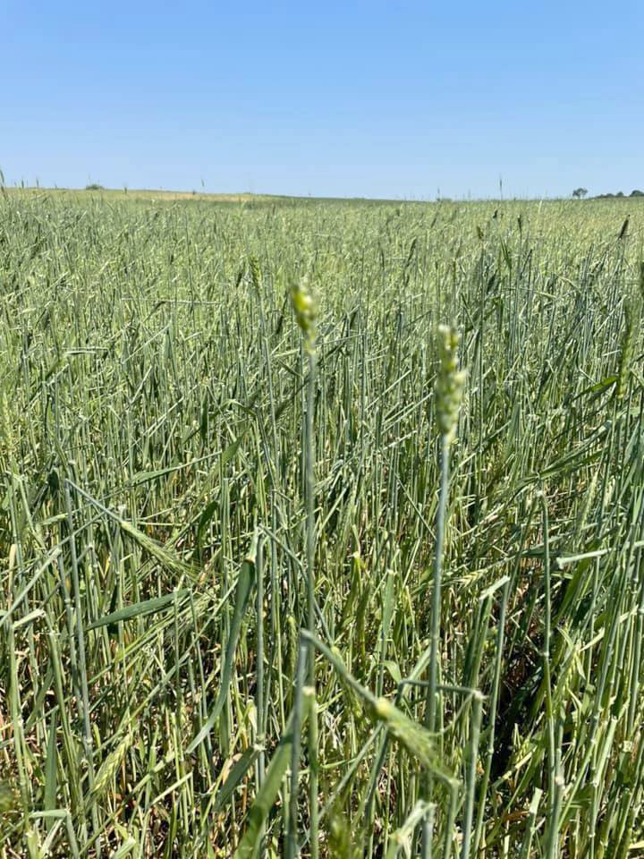 Dolu yağışı buğday tarlalarına zarar verdi