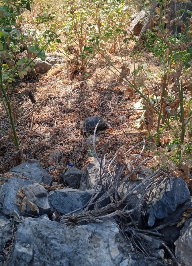 Kaplumbağayı çöpe atmışlar