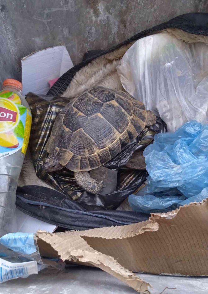 Kaplumbağayı çöpe atmışlar