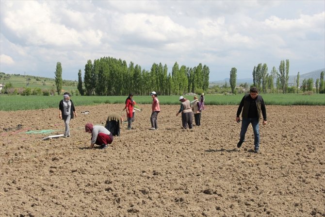 Yalıhüyük'te 9 bin ada çayı fidanı dikildi