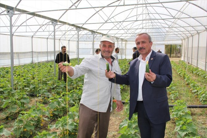 Yalıhüyük'te 9 bin ada çayı fidanı dikildi