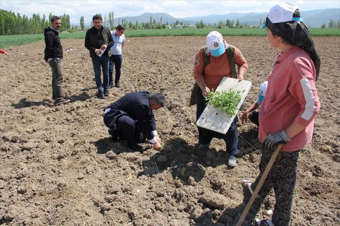 Yalıhüyük'te 9 bin ada çayı fidanı dikildi
