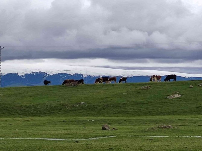 Besiciler, çetin kış sonrası meraya indi