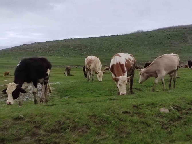 Besiciler, çetin kış sonrası meraya indi