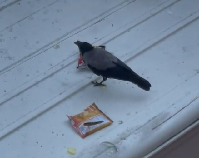 Cips hırsızı karga mahallelinin maskotu oldu 