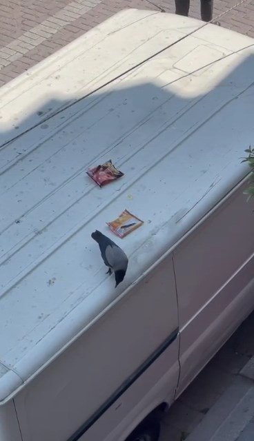 Cips hırsızı karga mahallelinin maskotu oldu 