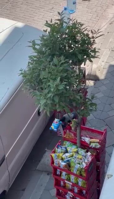 Cips hırsızı karga mahallelinin maskotu oldu 