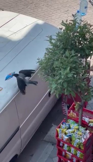 Cips hırsızı karga mahallelinin maskotu oldu 