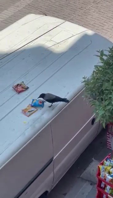Cips hırsızı karga mahallelinin maskotu oldu 