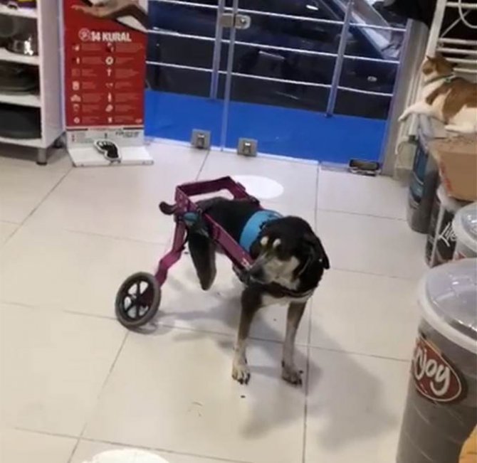 Dikkatsiz sürücü köpeği ezdi, yoluna devam etti