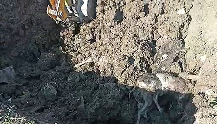 kazılan yerlerden 15 köpek ölüsü çıktı