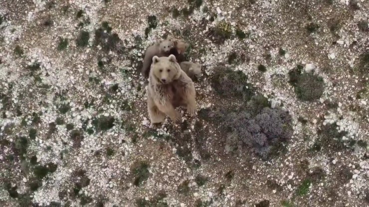 Köye yaklaşan bozayı dronla uzaklaştırdı