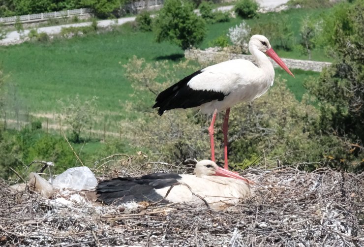 Leylekler Vadisi'nin konukları kuluçkaya yattı