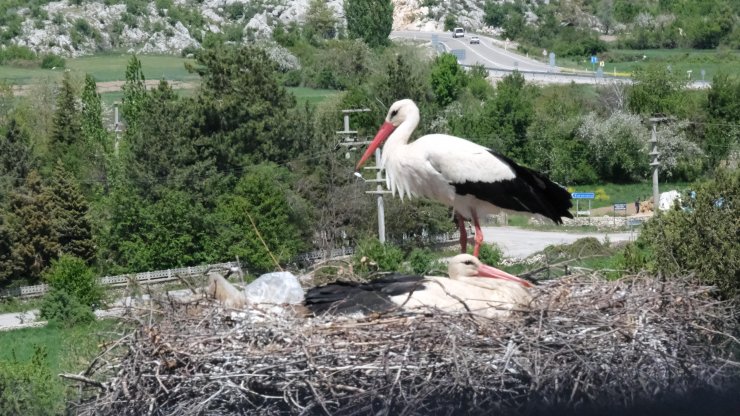Leylekler Vadisi'nin konukları kuluçkaya yattı