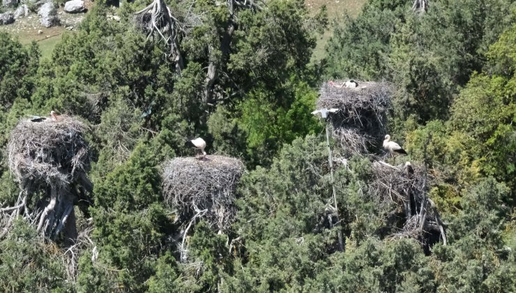 Leylekler Vadisi'nin konukları kuluçkaya yattı