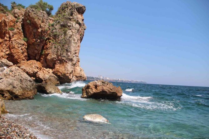 Ölü caretta caretta vurdu