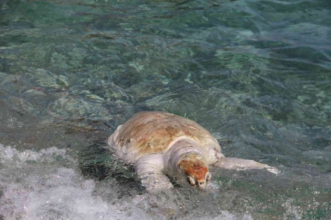 Ölü caretta caretta vurdu