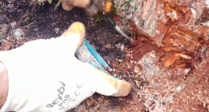 Ormandan topladıkları zararlı böcekler gelir kapıları oldu