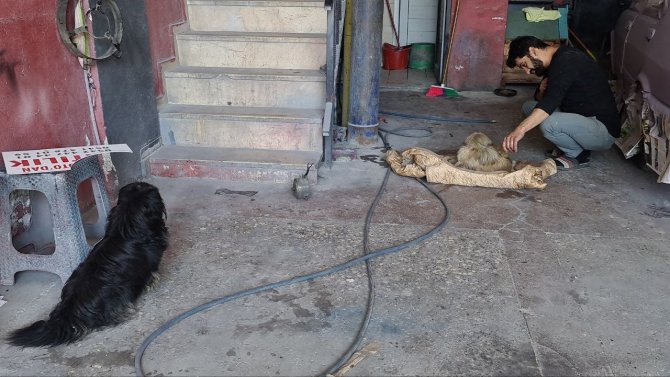 Tamirhanede doğum: Erkek köpek başlarından ayrılmadı
