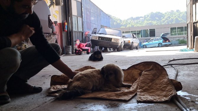 Tamirhanede doğum: Erkek köpek başlarından ayrılmadı