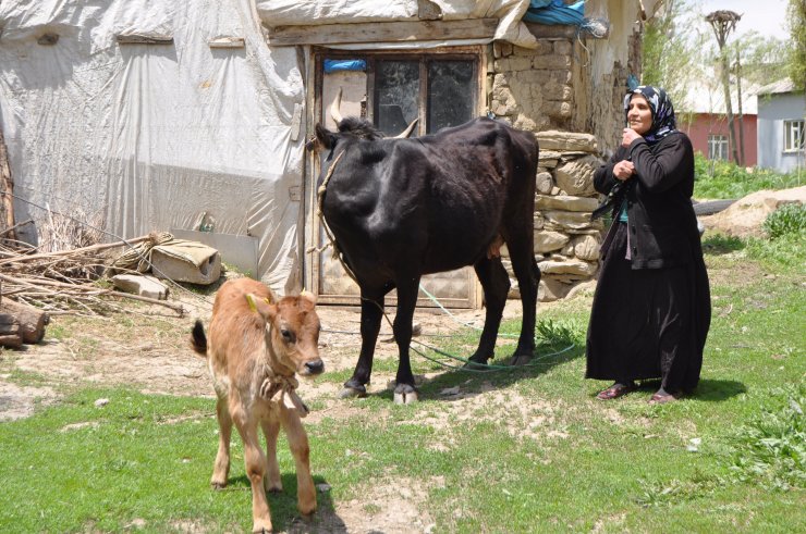 Tek geçim kaynağı ineği ölmüştü; Vali inek ve buzağı hibe etti