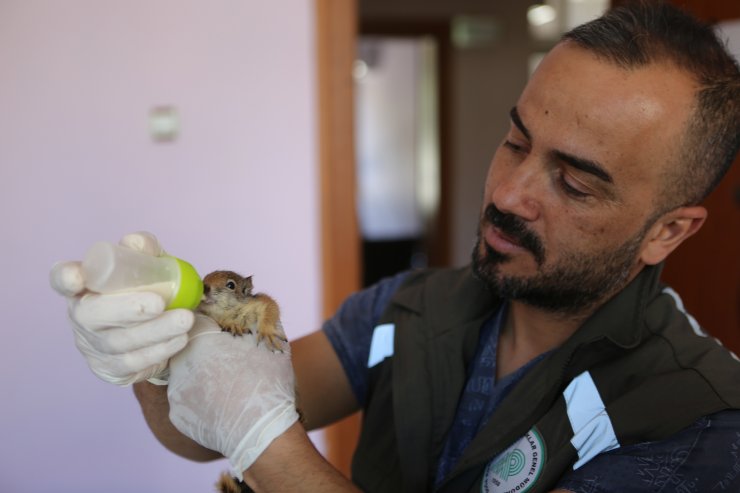 Anneleri ölen yavru sincaplar, biberonla besleniyor