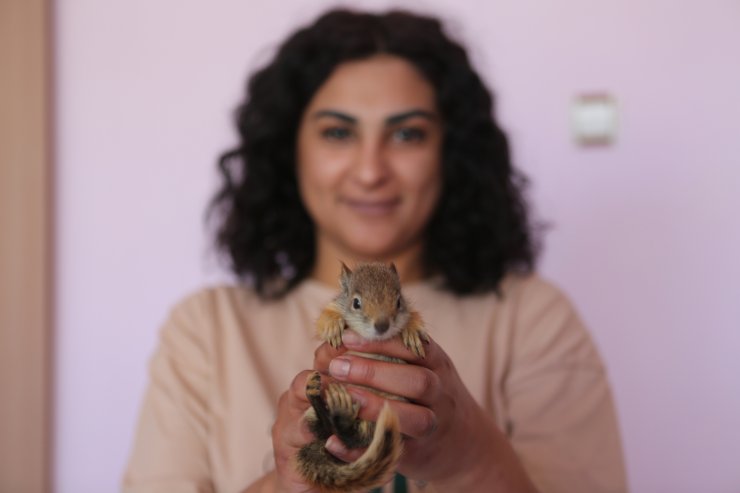 Anneleri ölen yavru sincaplar, biberonla besleniyor