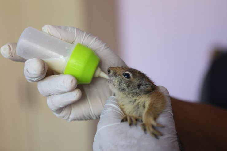 Anneleri ölen yavru sincaplar, biberonla besleniyor