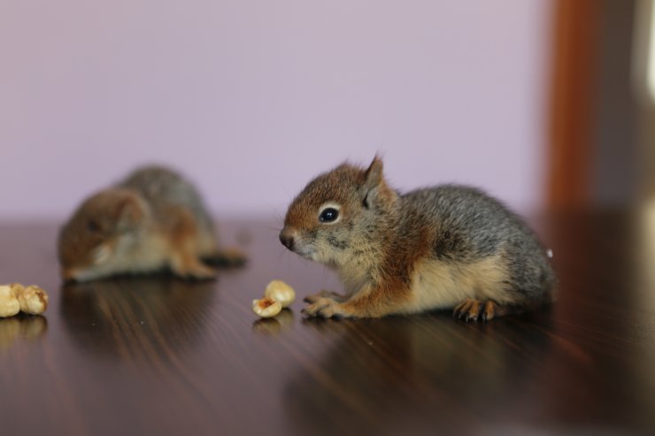 Anneleri ölen yavru sincaplar, biberonla besleniyor