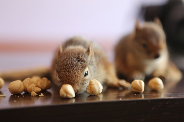Anneleri ölen yavru sincaplar, biberonla besleniyor