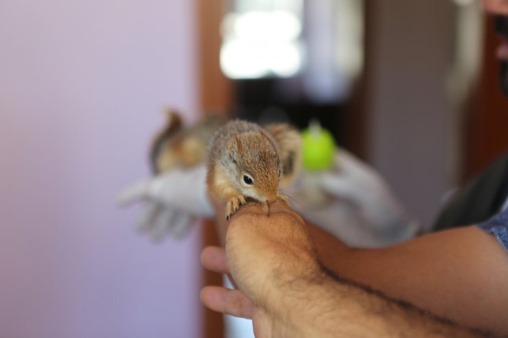 Anneleri ölen yavru sincaplar, biberonla besleniyor