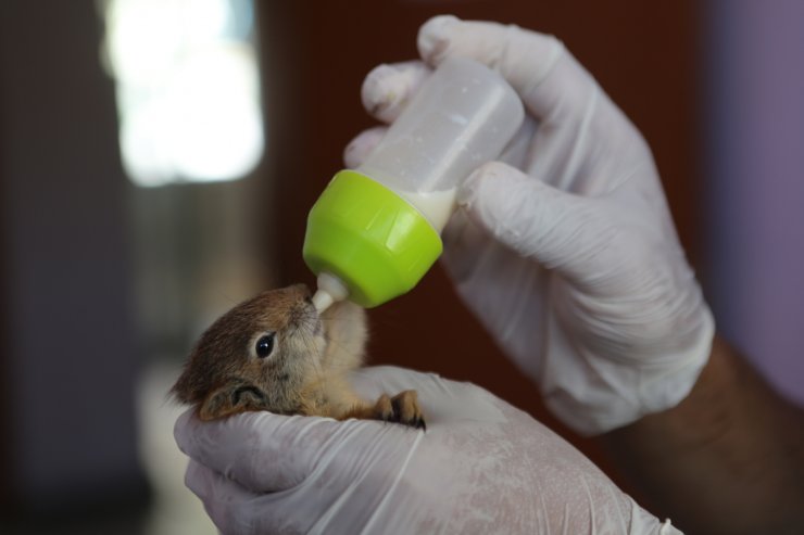 Anneleri ölen yavru sincaplar, biberonla besleniyor
